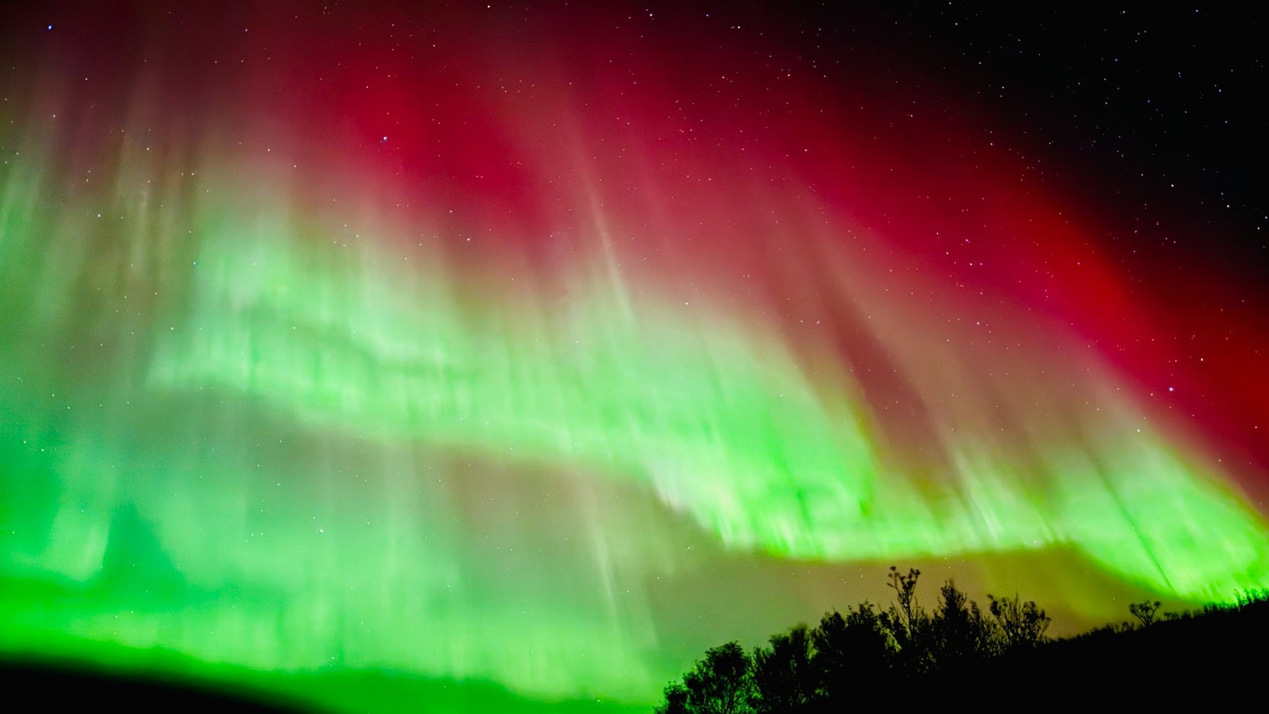 Green and pink aurora curtains above a dark treeline, photographed by Abhishek Roy